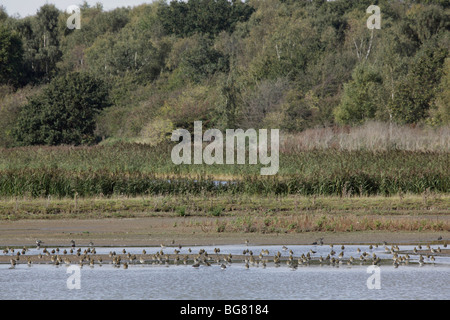 Schwärme von Kiebitze und goldenen Regenpfeifer, Potteric Carr, Doncaster, South Yorkshire, UK, Oktober 2009 Stockfoto