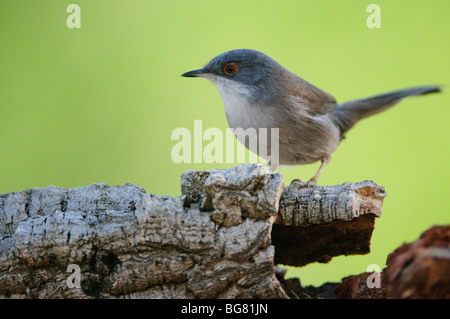 Frau Sylvia melanocephala Stockfoto