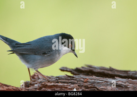 Männliche Sylvia Melanocephala, Spanien Stockfoto