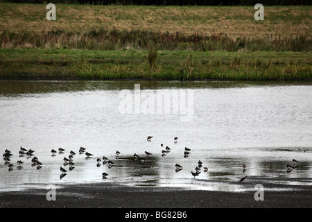 Kiebitze, Vanellus Vanellus, alten Moor RSPB Reserve Sept 2009 Stockfoto