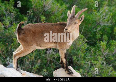 Spanische Steinböcke (Capra Pyrenaica) in den maritimen Klippen von Maro-Cerro Gordo Naturraum, Nerja, Spanien Stockfoto