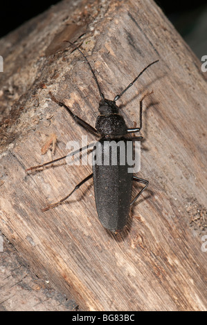 Longhorn Beetle aus Kiefer Stämme Ergates Faber, Spanien