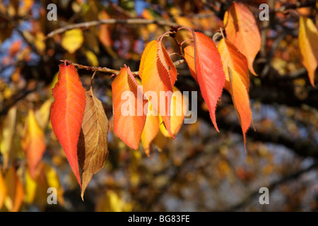 Herbst, Kirkstall Abbey Park, Leeds, West Yorkshire, Okt 2009 Stockfoto