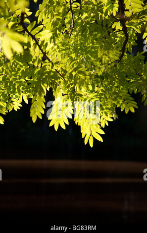 Grüne Rowan (Sorbus Aucuparia) Blätter Stockfoto