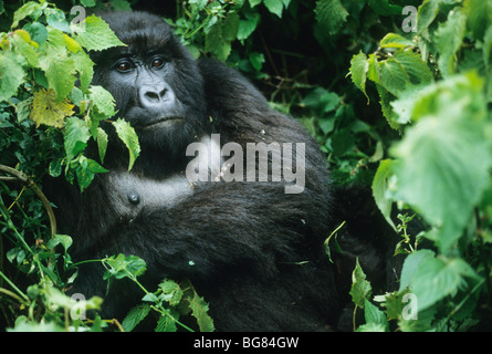 Berggorillas (Gorilla Gorilla Beringei), Mutter und Kind, Sabyinyo Gruppe, Ruanda. Stockfoto