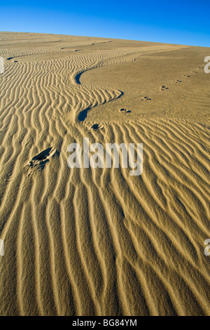 HUF Drucke über Sanddüne, Nahaufnahme, Killpecker Sanddünen, Wyoming, USA Stockfoto