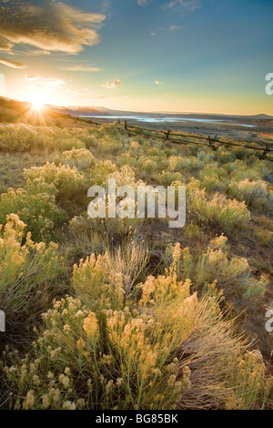 Salbei und benötigen bei Sonnenuntergang, flammende Schlucht Recreation Area, Wyoming, USA Stockfoto