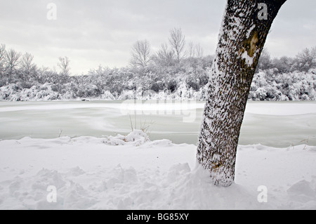 Starker Schneefall hängt auf Bäume und Sträucher in der Nähe von Wingra Creek nach dem 14-Zoll Schnee der Madison, Wisconsin ausgeblendet Stockfoto