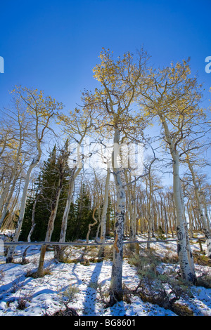 Backlit Aspen Bäume nach frühen Herbst Schneefall, Wyoming, USA Stockfoto