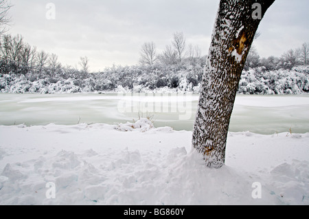 Starker Schneefall hängt auf Bäume und Sträucher in der Nähe von Wingra Creek nach dem 14-Zoll Schnee der Madison, Wisconsin ausgeblendet Stockfoto