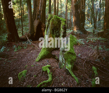 Kalifornien - Redwood-Wald im Muir Woods National Monument. Stockfoto