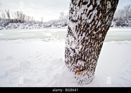 Starker Schneefall hängt auf Bäume und Sträucher in der Nähe von Wingra Creek nach dem 14-Zoll Schnee der Madison, Wisconsin ausgeblendet Stockfoto