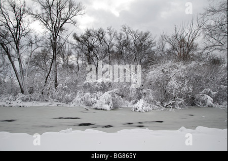 Starker Schneefall hängt auf Bäume und Sträucher in der Nähe von Wingra Creek, nach dem 14-Zoll Schnee der Madison, Wisconsin ausgeblendet. Stockfoto