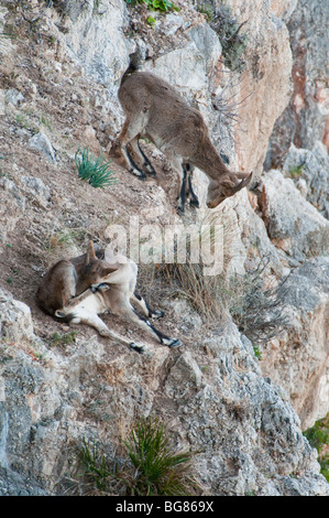 Spanische Steinböcke (Capra Pyrenaica) in den maritimen Klippen von Maro-Cerro Gordo Naturraum, Nerja, Spanien Stockfoto