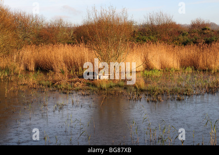 Otter Holt Welsh Wildlife und Wetland Centre Cilgerran Cardigan Pembrokeshire Wales Cymru UK Stockfoto