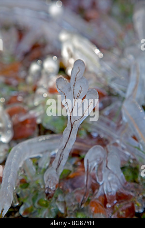 Herbstlaub mit Eis bedeckt Stockfoto