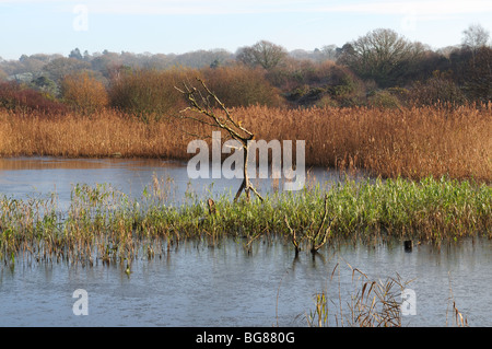 Walisische Wildlife und Feuchtgebiete Zentrum Cilgerran Cardigan Pembrokeshire Wales Cymru UK Stockfoto