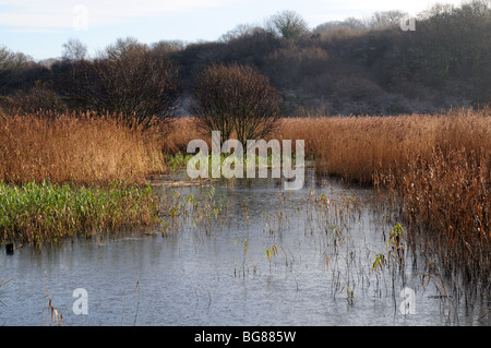 Walisische Wildlife und Feuchtgebiete Zentrum Cilgerran Cardigan Pembrokeshire Wales Cymru UK Stockfoto