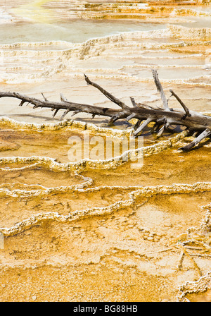 Ein toter Baum liegend auf den Travertin-Terrassen von Mammoth Hot Springs, Yellowstone-Nationalpark, Wyoming, USA. Stockfoto