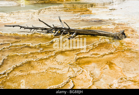 Ein toter Baum liegend auf den Travertin-Terrassen von Mammoth Hot Springs, Yellowstone-Nationalpark, Wyoming, USA. Stockfoto