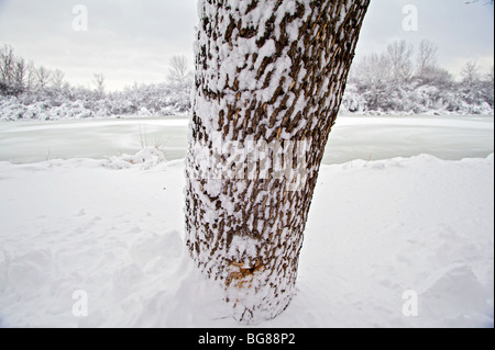 Starker Schneefall hängt auf Bäume und Sträucher in der Nähe von Wingra Creek, nach dem 14-Zoll Schnee der Madison, Wisconsin ausgeblendet. Stockfoto