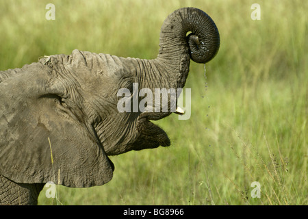 Junger Elefant spielen mit Wasser, Masai Mara, Kenia Stockfoto