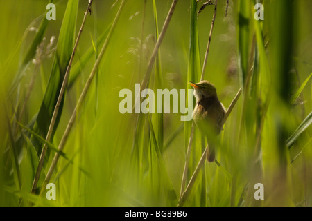 REED WARBLER, Acrocephalus Scirpaceus, singen in einer Schilfbeetes Stockfoto