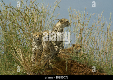 Geparden und Jungtiere sitzen in langen Rasen, Masai Mara, Kenia Stockfoto