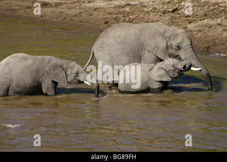 Elefanten trinken aus Fluss, Masai Mara, Kenia Stockfoto