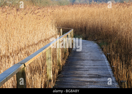 Boardwalk durch gemeinsame Reed - Phragmites Australis Welsh Wildlife und Feuchtgebiete Zentrum Cilgerran Cardigan Pembrokeshire Wales Stockfoto