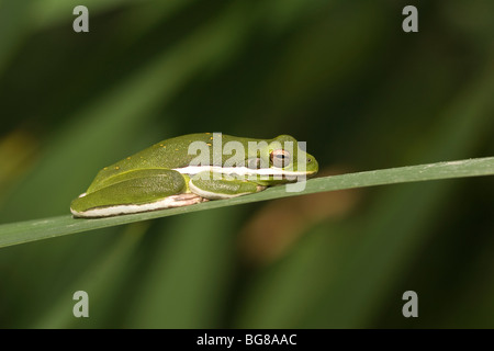 Eine männliche amerikanische Green Tree Frog beruht auf einer Lilie-Wedel. Stockfoto