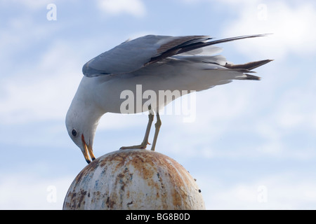 Ring-billed Möwe (Larus Delawarensis). Anfang 'Bug' Anruf. Stockfoto