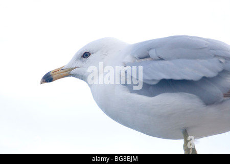 Ring-billed Möwe (Larus Delawarensis). Kopf zeigt Bill markieren. Stockfoto