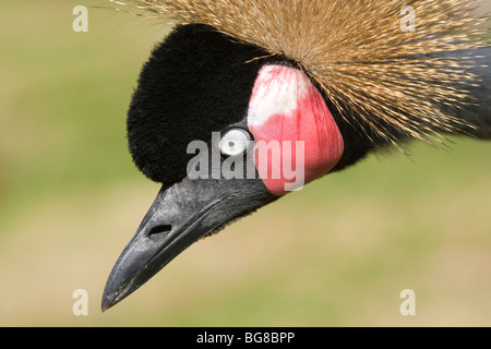 Schwarz, schwarz-necked oder westafrikanischen gekrönter Kran (Balearica Pavonina). Stockfoto