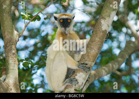 Golden-gekrönter Sifaka Lemur (Propithecus Tattersallli) gefährdet Fenamby Reserve, Daraina, nordöstlichen Madagaskar Stockfoto