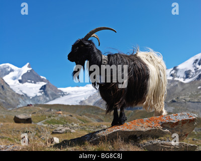 Schweiz, Wallis, Zermatt, Bergziege in den Schweizer Alpen in der Nähe von Zermatt Stockfoto