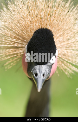 Westafrikanischen, schwarz oder schwarz-necked gekrönter Kran (Balearica Pavonina). Stockfoto