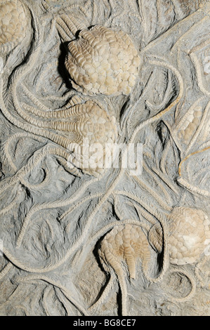 Peitschenkorallen Fossilien, Uintacrinus Socialis, aus der Kreidezeit Stockfoto