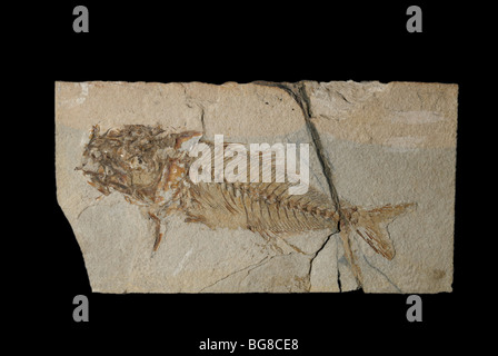 Doktorfisch Fossil, Acanthurus SP., aus dem Eozän Stockfoto