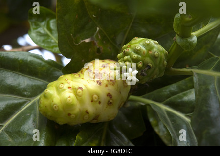 Noni-Frucht und Blume auf Baum in Mae Sot, Thailand Stockfoto