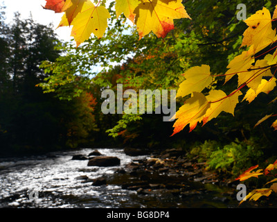 Habichtsbitterkraut Fluss. Schöne Herbst Natur Landschaft. Algonquin, Muskoka, Ontario, Kanada. Stockfoto