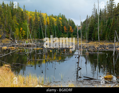 Bäume fallen Naturkulisse Feuchtgebiet ertrunken. Algonquin Provincial Park, Ontario, Kanada. Stockfoto