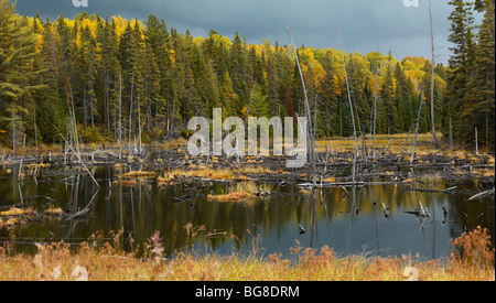 Bäume fallen Naturkulisse Feuchtgebiete ertrunken. Algonquin Provincial Park, Ontario, Kanada. Stockfoto