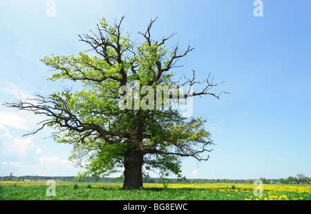 alte Eiche auf einer Wiese Stockfoto