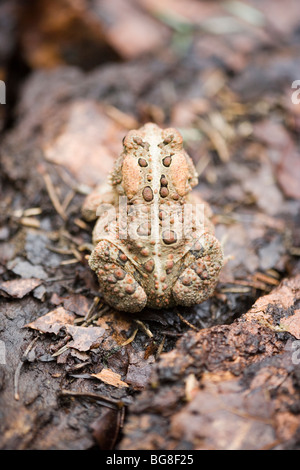 Amerikanische Kröte (Bufo americana). Camouflage Markierungen. Unregelmäßiges Muster der Warzen in der Entlastung auf die Epidermis oder Haut. Stockfoto