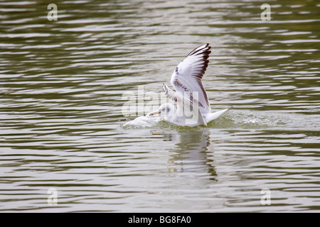 Eine junge Lachmöwe beim Aufsetzen auf dem Wasser eines Sees Stockfoto