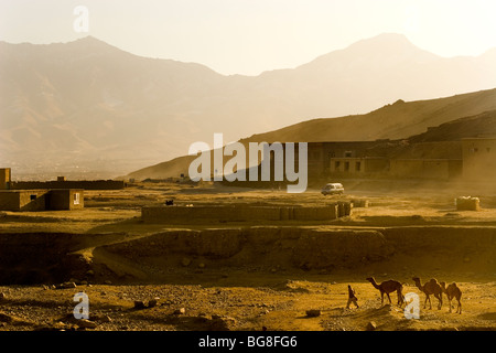 Kamele gehen in eine staubige Landschaft auf dem Tier Markt in Kabul. Stockfoto