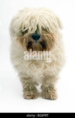 Coton de Tulear, kleine Hunderasse Stockfoto