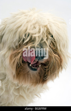 Coton de Tulear, kleine Hunderasse Stockfoto