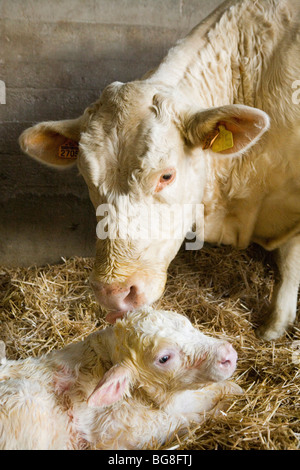 Eine "Charolaise" Kuh kalben Stockfoto